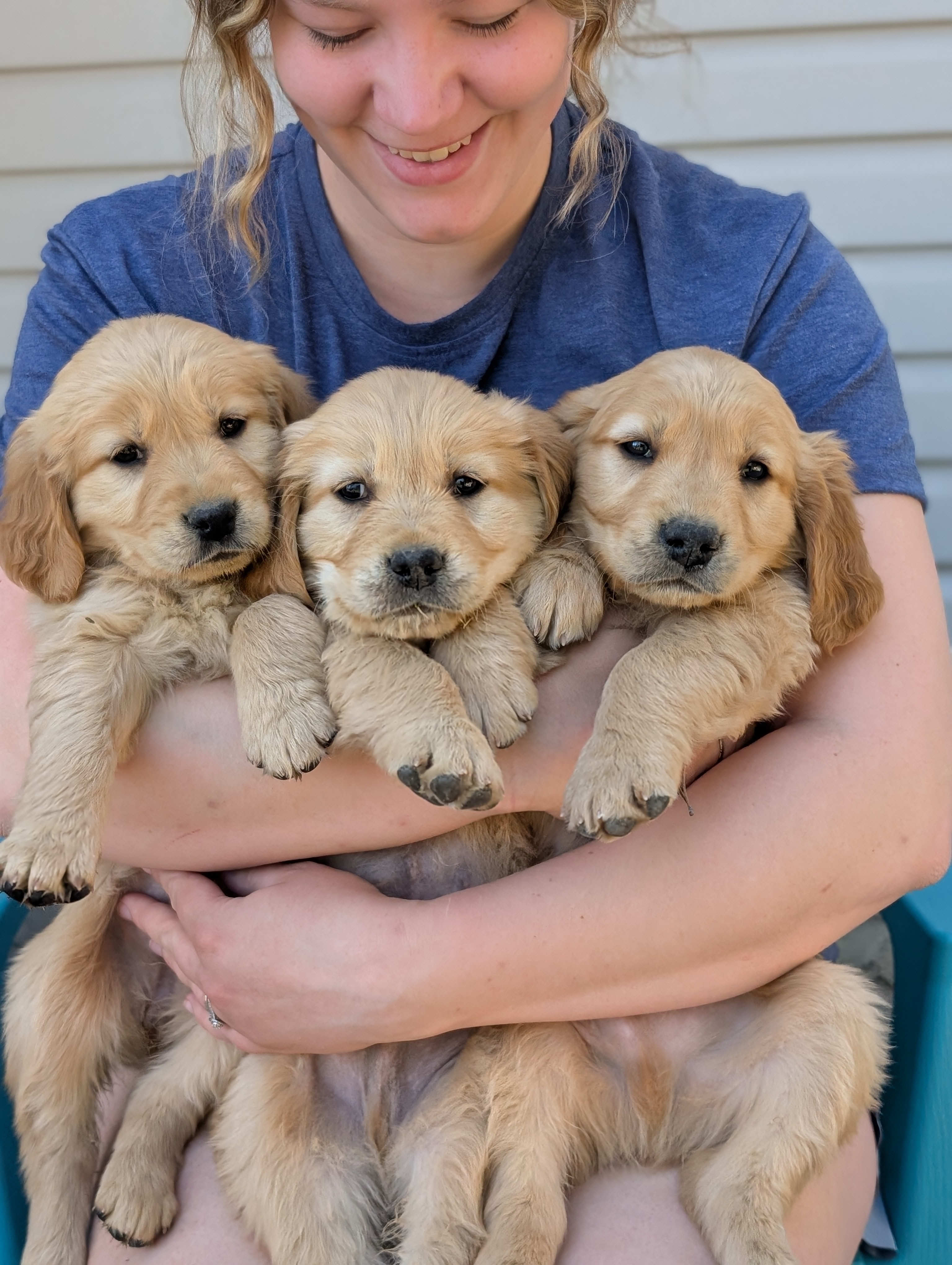 Golden retrievers