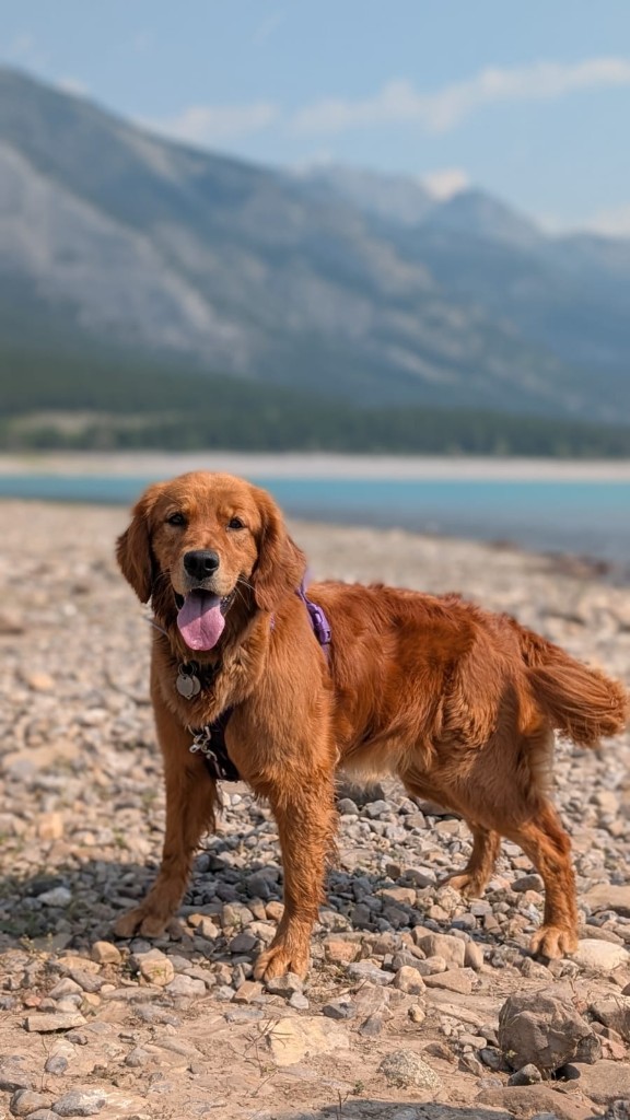 Dakoda (Koda)