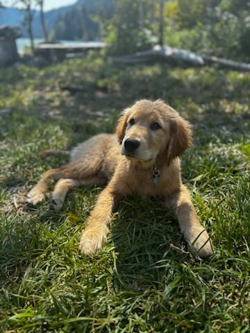 Previous litters photo 12