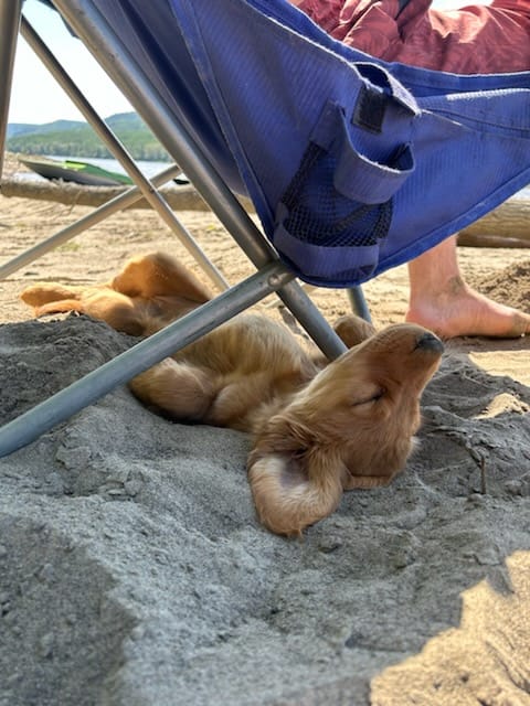 Previous litters photo 13