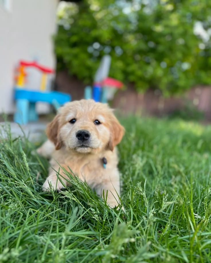 Previous litters photo 17