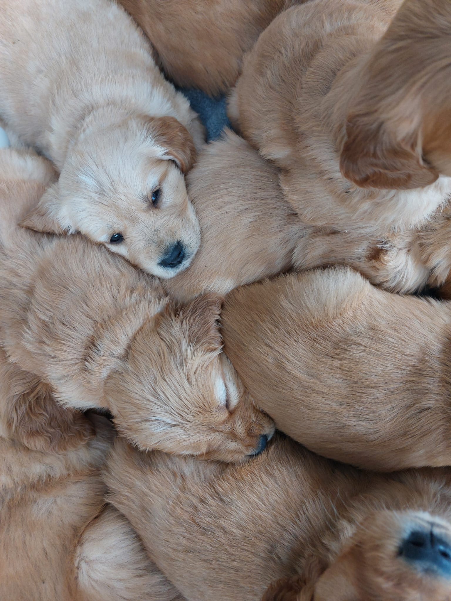 Previous litters photo 25