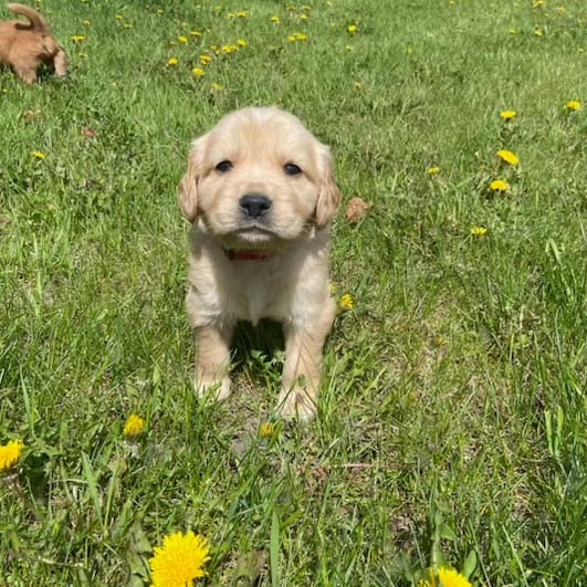 Previous litters photo 27