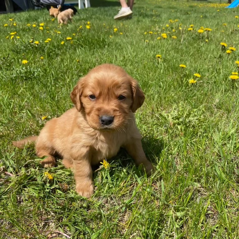 Previous litters photo 28