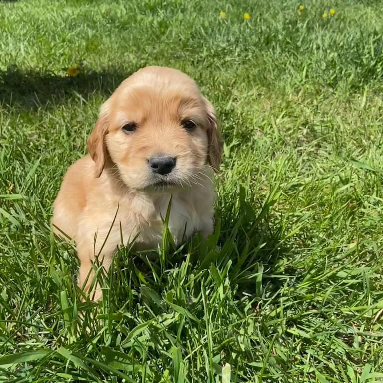 Previous litters photo 29