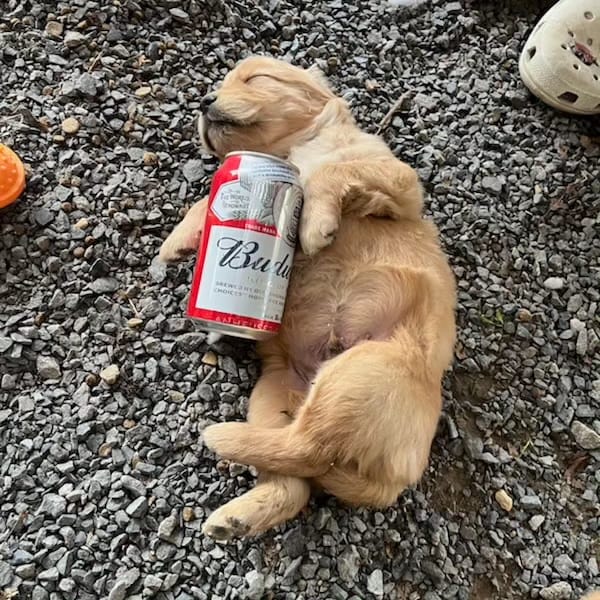 Previous litters photo 30