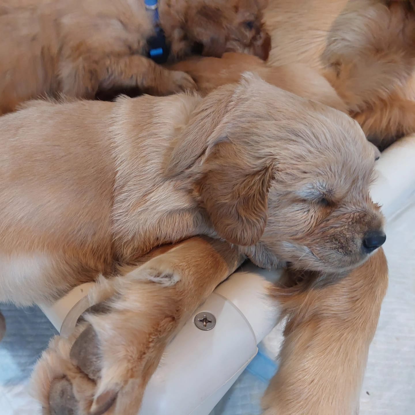 Previous litters photo 31