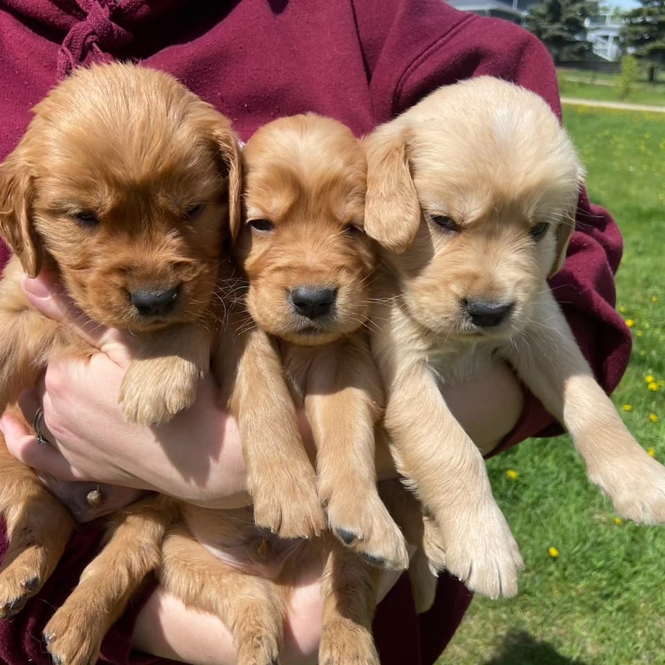 Previous litters photo 32