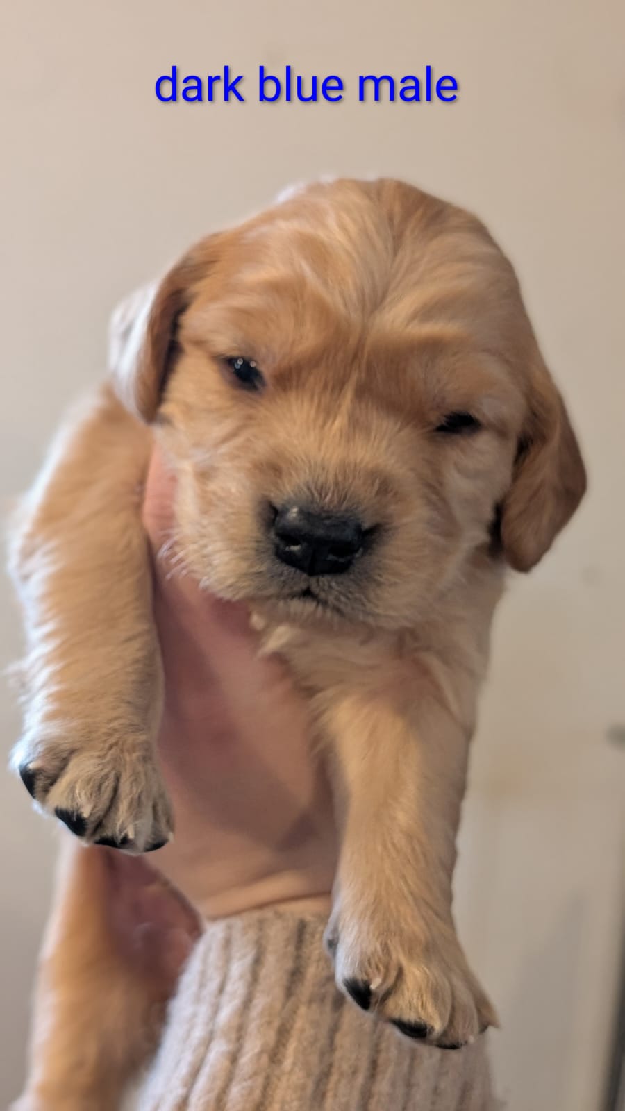Previous litters photo 33