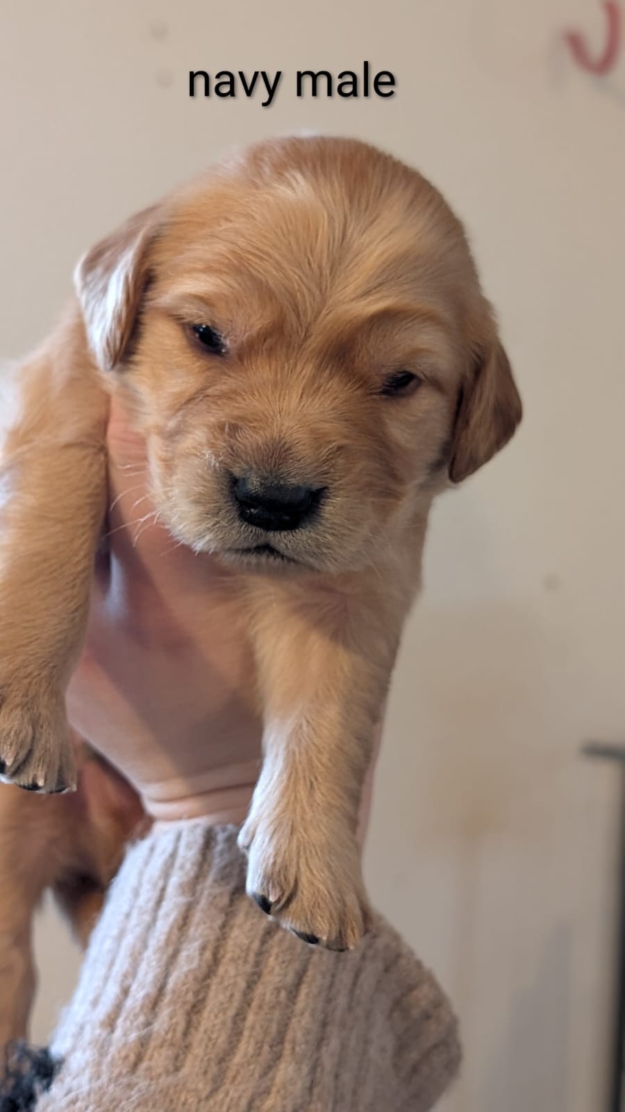 Previous litters photo 34
