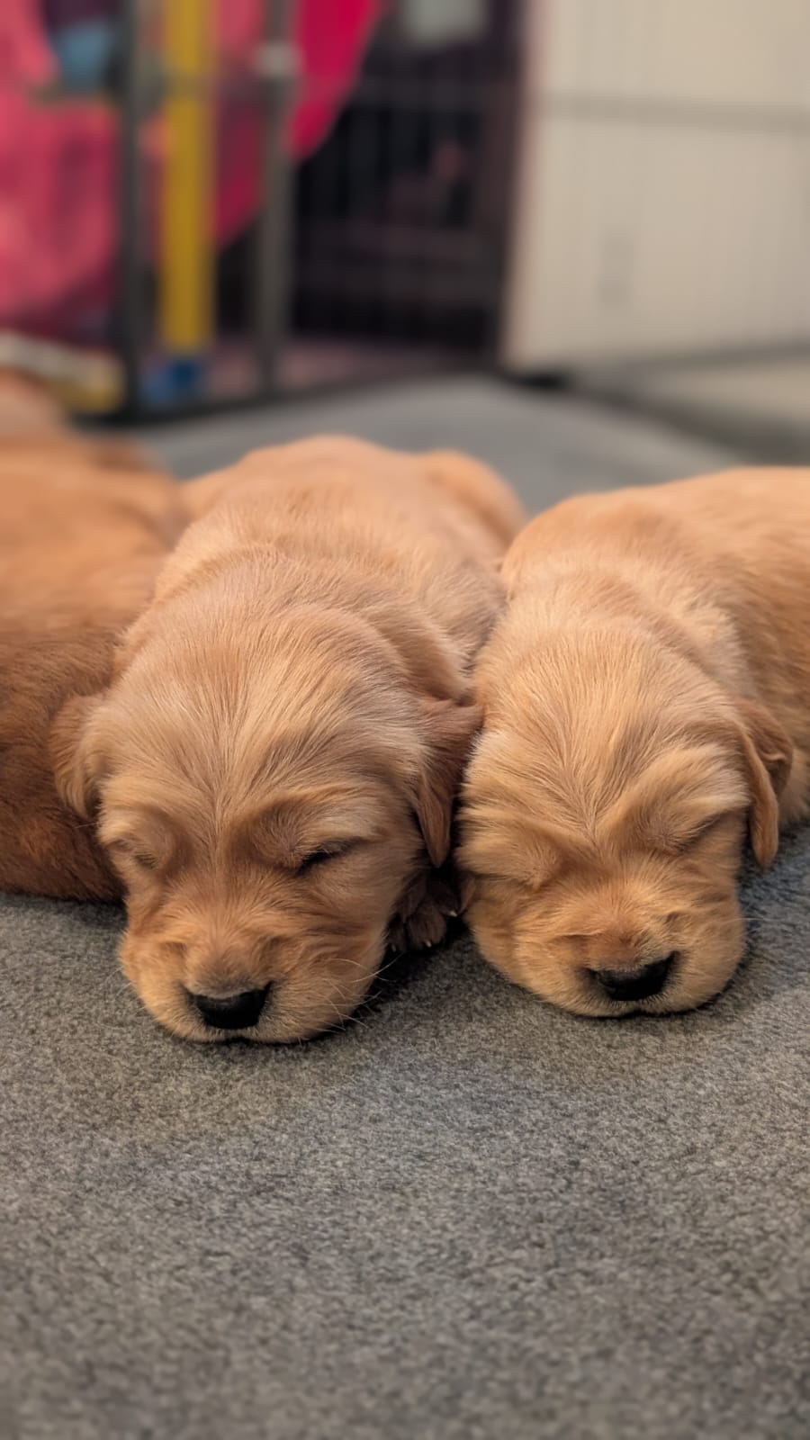 Previous litters photo 37